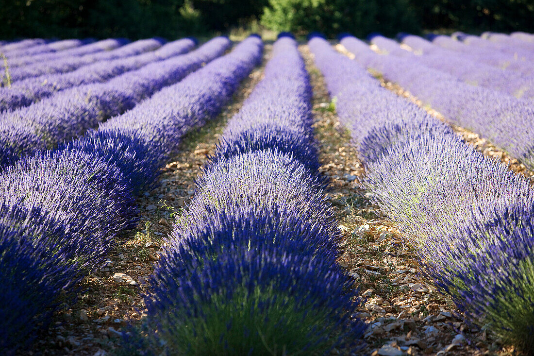 Frankreich, Vaucluse, Sault, Lavendelfelder