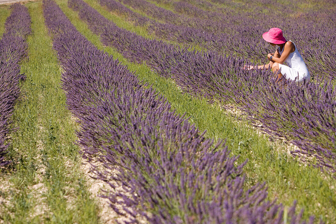 Frankreich, Vaucluse, Sault, Lavendelfelder