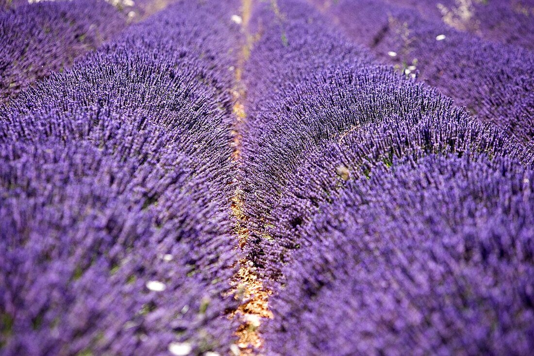 France, Vaucluse, Sault, lavender fields