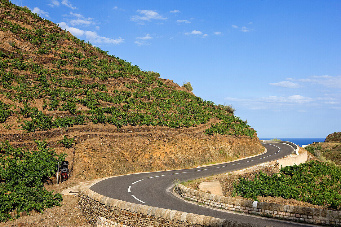 France, Pyrenees Orientales, Cote Vermeille (The Ruby Coast), Banyuls sur Mer, Banyuls Collioure vineyard