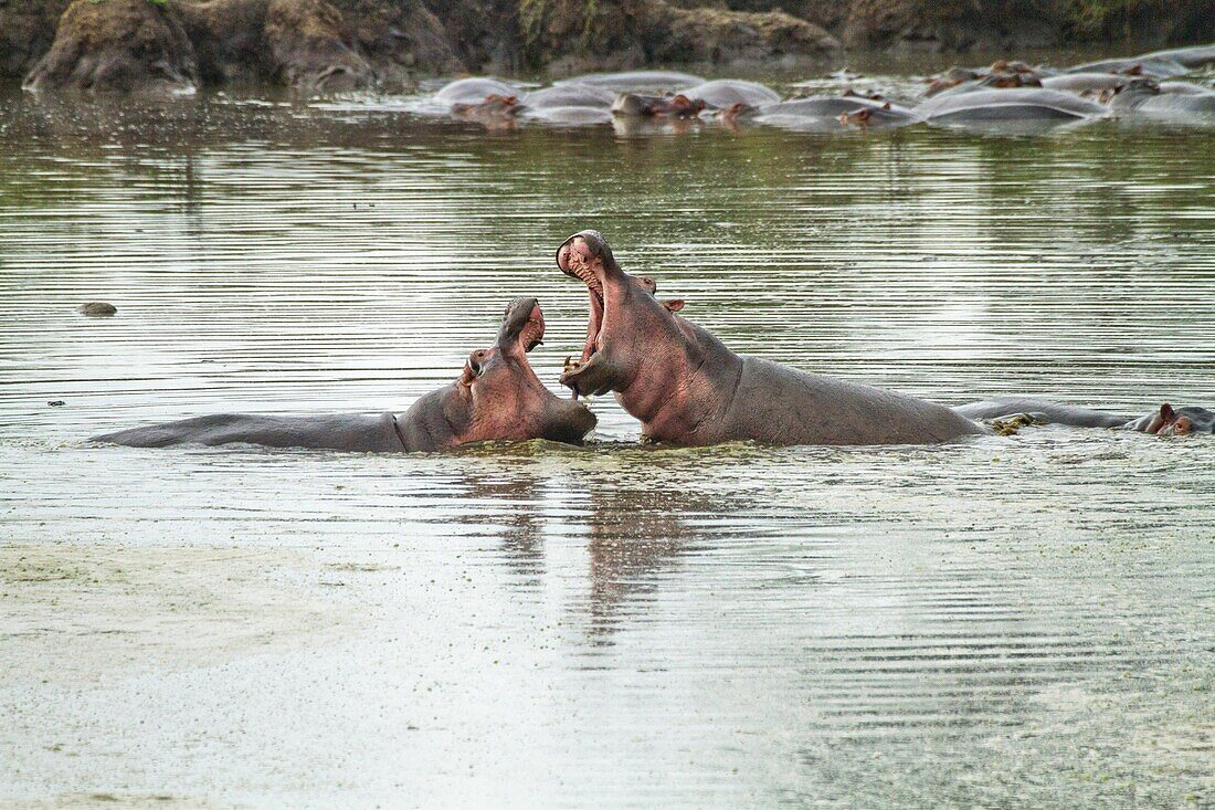Hippos in a pond, 2 males with wide open jaws, Photographed in Serengeti National Park, Tanzania