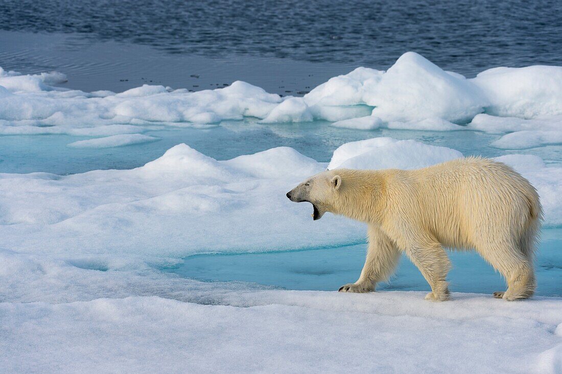 A polar bear (Ursus maritimus) is yawning on the pack ice north of Svalbard, Norway