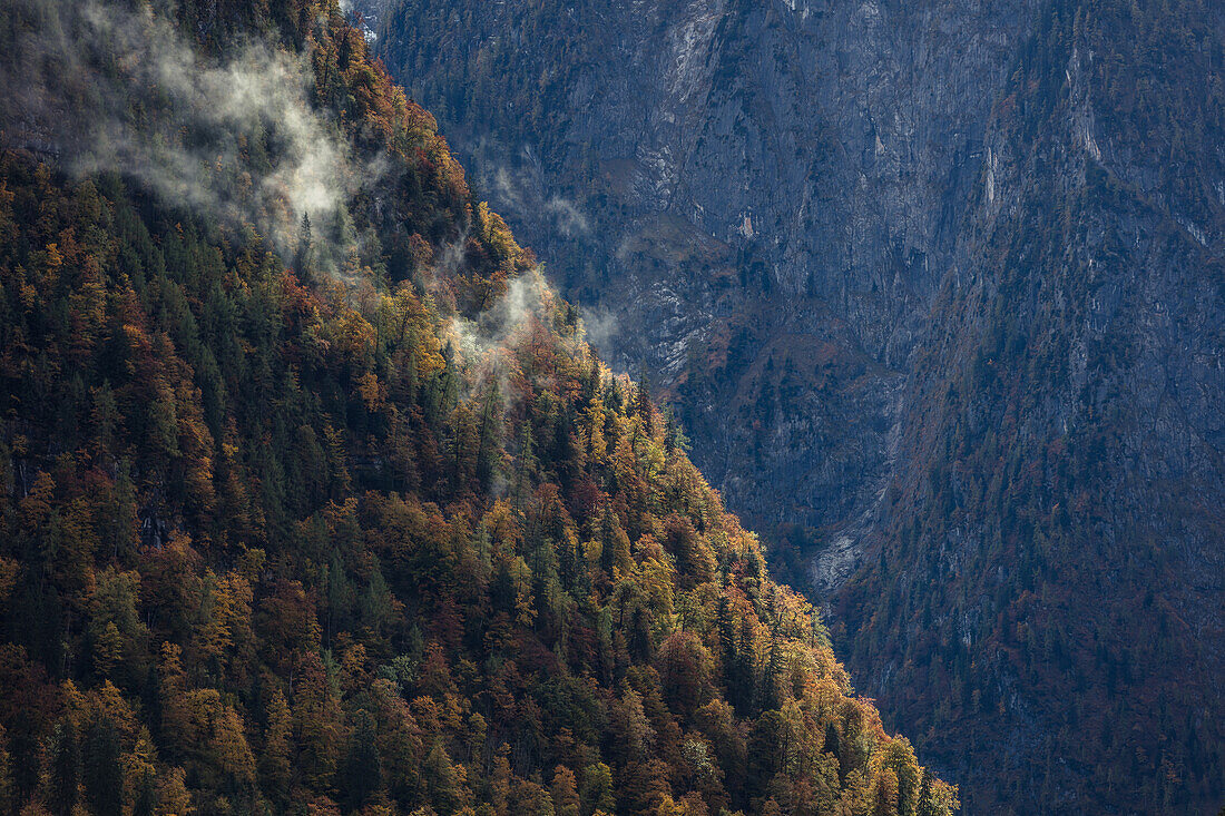 Autumn Forest on the Watzmann, Berchtesgaden, Bayern, Germany.