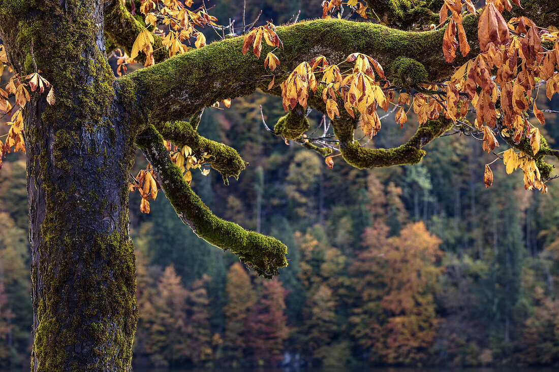 Herbstwald am Watzmann, Berchtesgaden, Bayern, Deutschland
