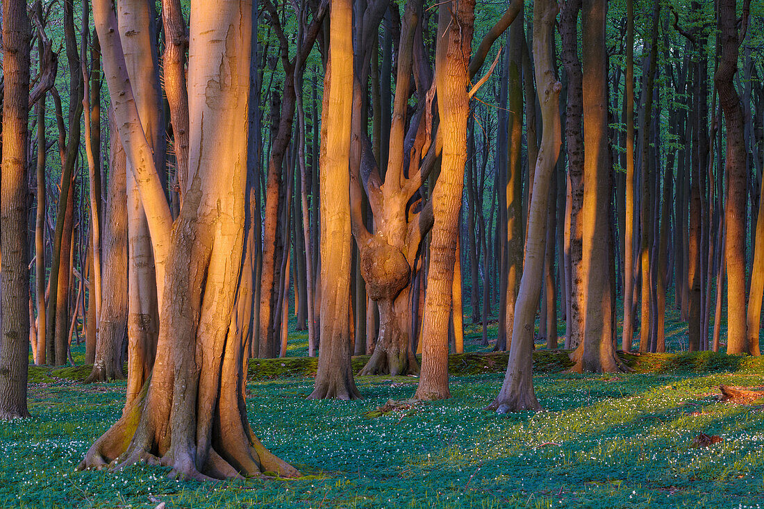 Buchenwald on the east coast in Nienhagen, Mecklenburg Vorpommern, Germany