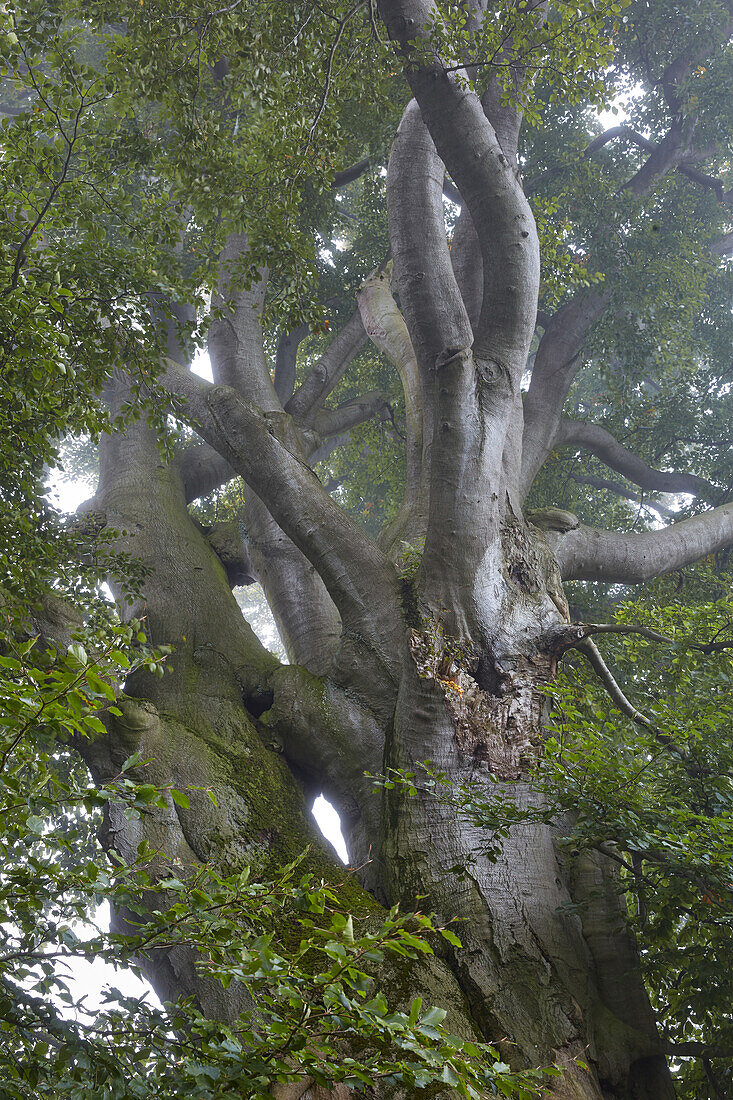 Rotbuche bei Dobbin, Naturpark Nossentiner/Schwinzer Heide, Mecklenburg Vorpommern, Deutschland