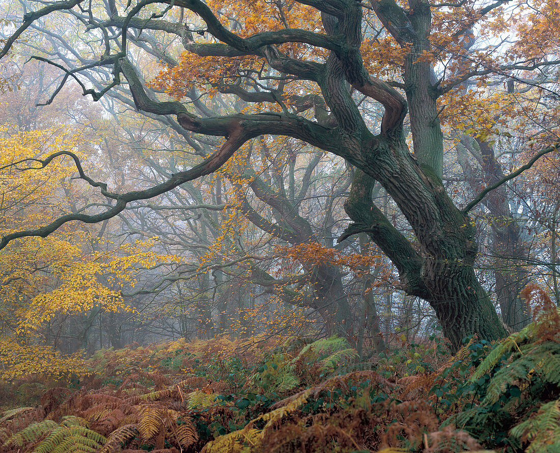 Natural forest on the island of Vilm, island Rugen, Mecklenburg Vorpommern, Germany