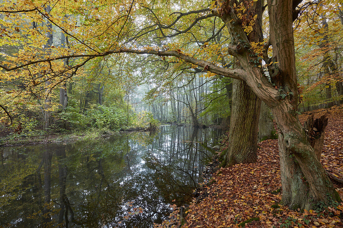 Buchenwald an der Nebel, Naturpark Nossentiner/Schwinzer Heide, Mecklenburg Vorpommern, Deutschland