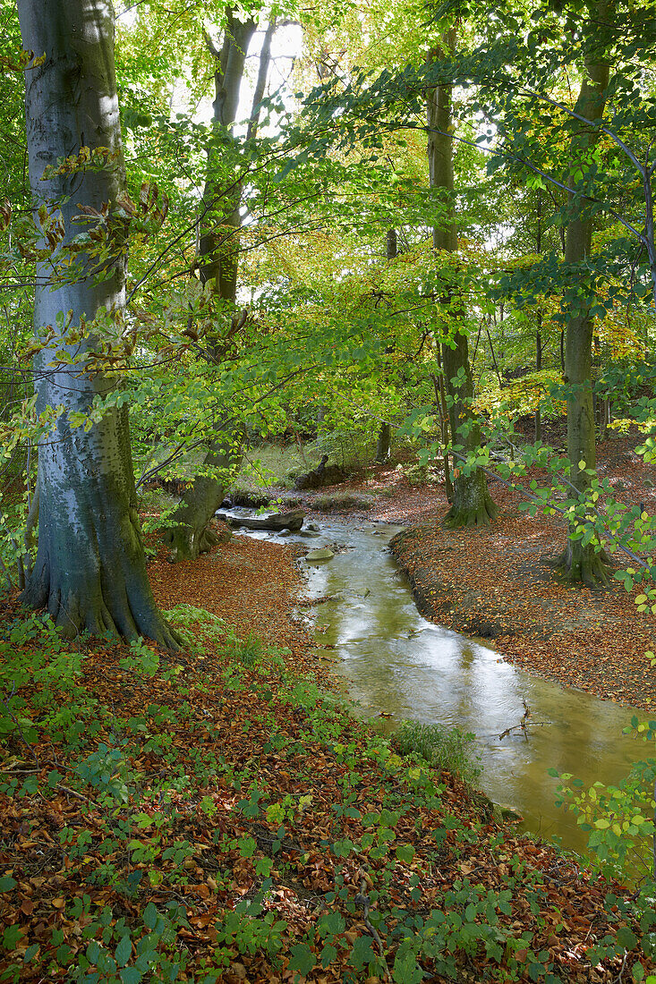 Brunnenaue und Sagarder Bach, Insel Rügen, Mecklenburg Vorpommern, Deutschland