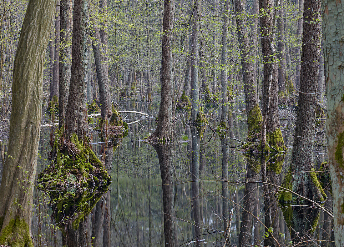 'Erlenbruchwald in der Märkischen Scweiz, Brandenburg; Deutschland'