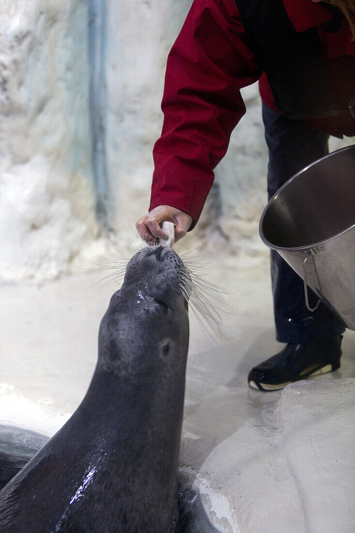 Océanopolis seaquarium, Brest, Bretagne, France