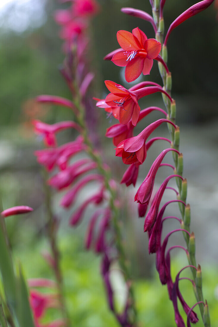 Jardin Exotique Georges Delaselle:, Ile de Batz, Bretagne, Frankreich