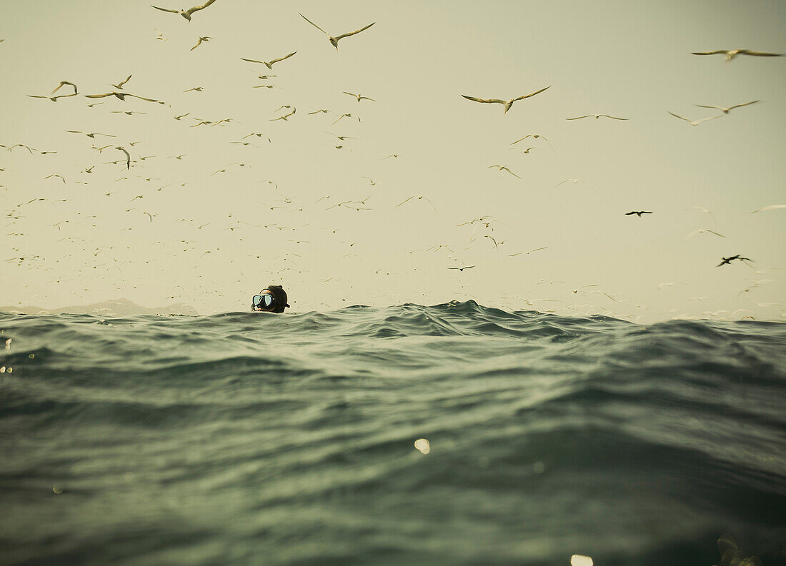 A spear fisher floats in the water with his head up, hundreds of terns fly over his head.