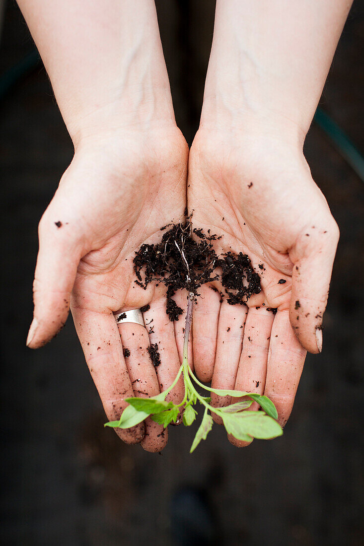 Hands holding a tiny seedling in early spring, in a High Mowing Organic greenhouse in Wolcott, Vermont.