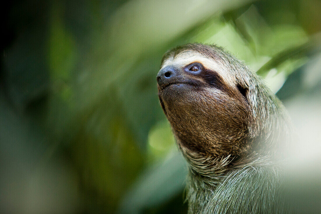 A sloth climbs a tree in Manuel Antonio National Park, Costa Rica.