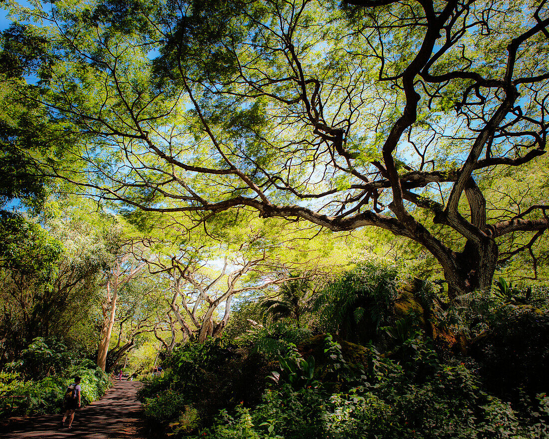 A path through a scenic park under the canopy of a large tree in Oahu, Hawaii.