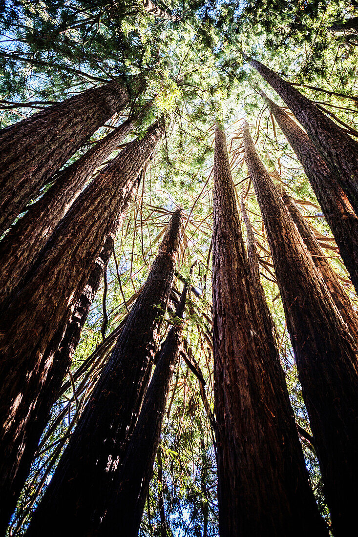 Looking up to the top of a cluster of redwood trees in Sonoma County.