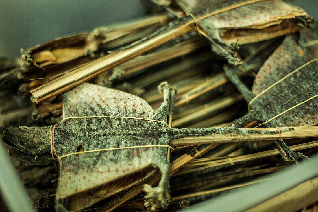 Dried lizards on sticks, which are a type of traditional Chinese medicine that is made into soups.
