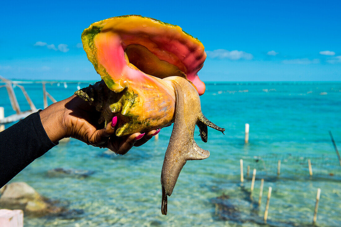 Close up of a giant conch (Lobatus gigas), Caicos conch farm, Providenciales, Turks and Caicos, Caribbean, Central America