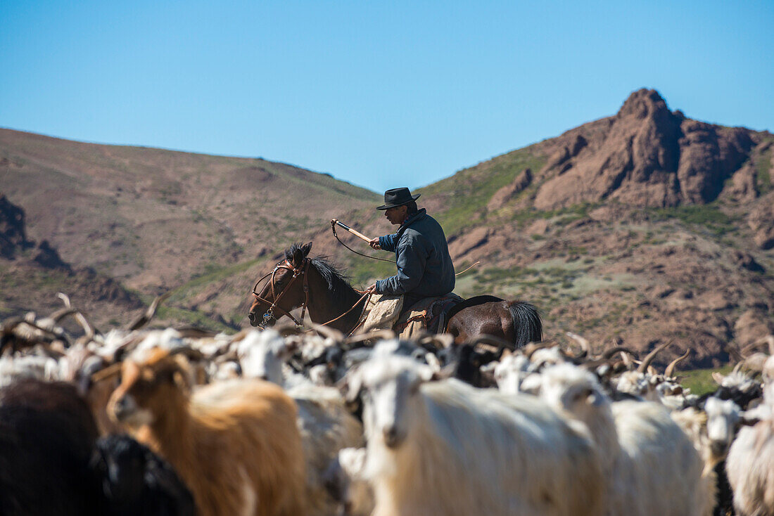 Gaucho on horseback herding goats along Route 40, Argentina, South America
