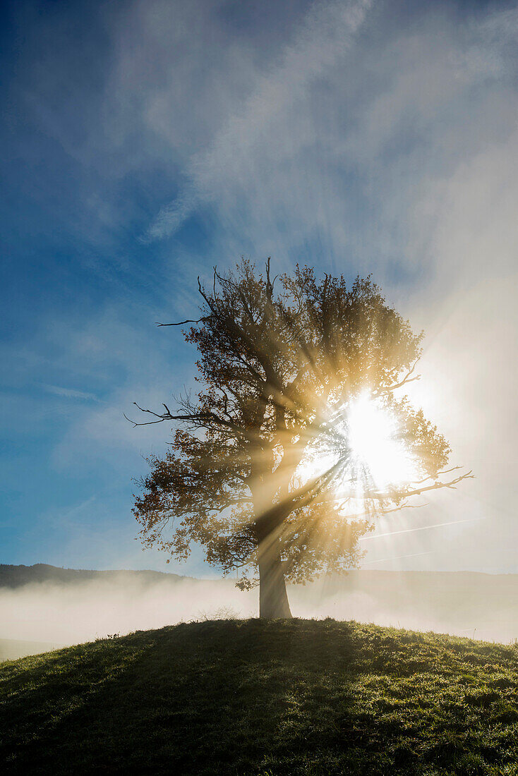 Oak tree (Quercus) with autumnal foliage, backlit with fog, Schauinsland, Baden-Wuerttemberg, Germany