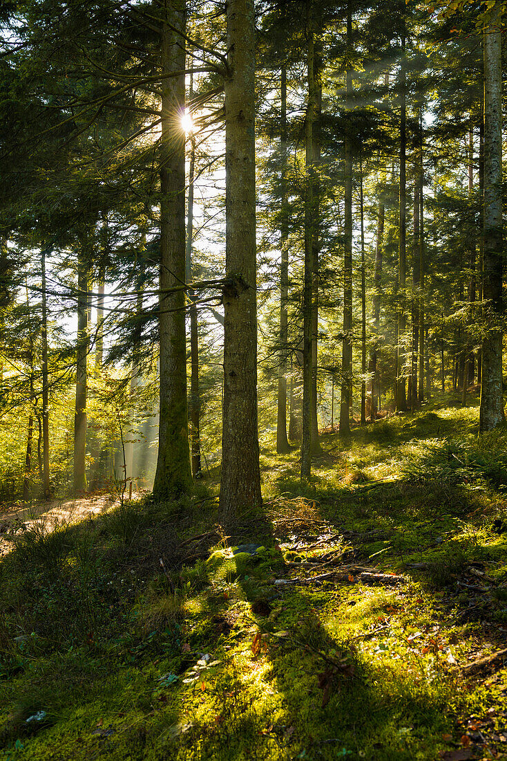 Spruce forest in autumn, backlight, rays of sunshine, Feldberg, Black Forest, Baden-Wuerttemberg, Germany