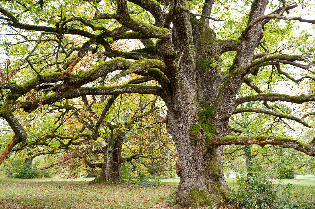 Ancient oak, near Liestal, Canton Basel, Switzerland