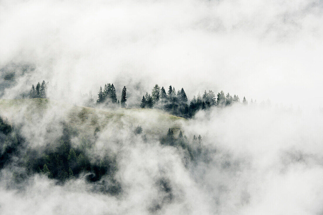 pine forest and clouds, view from Mt Jenner, Berchtesgaden National Park, Berchtesgadener Land district, Upper Bavaria, Bavaria, Germany