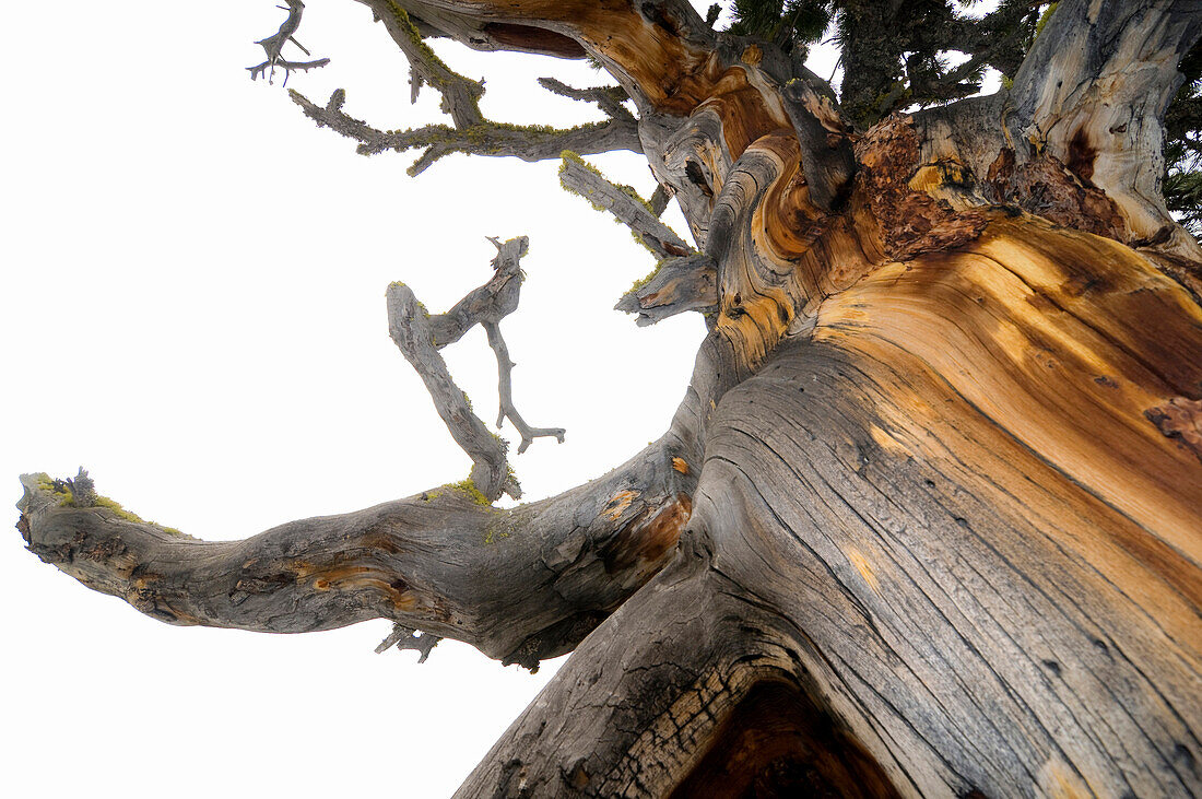 Zirbelkiefer (Pinus Cembra), Zermatt, Kanton Wallis, Schweiz