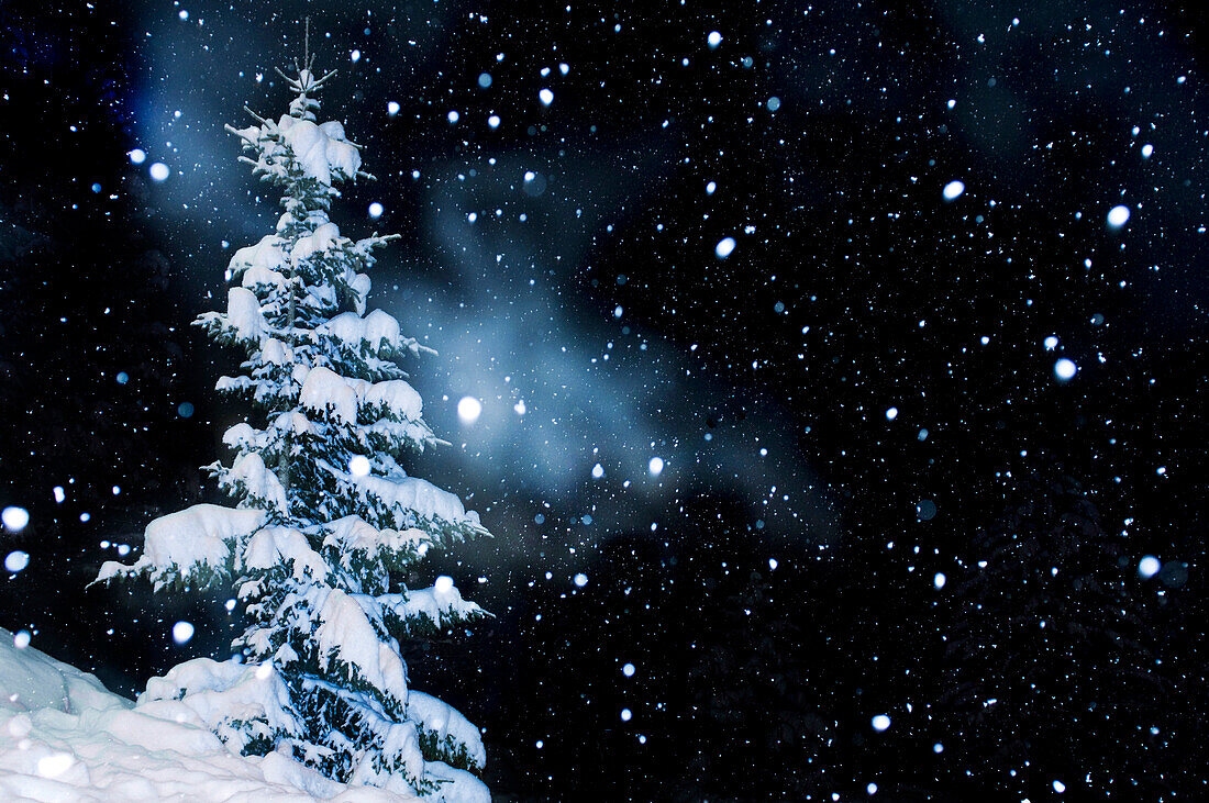 snow covered spruce tree and snow flakes, Feldberg, Black Forest, Baden-Wuerttemberg, Germany