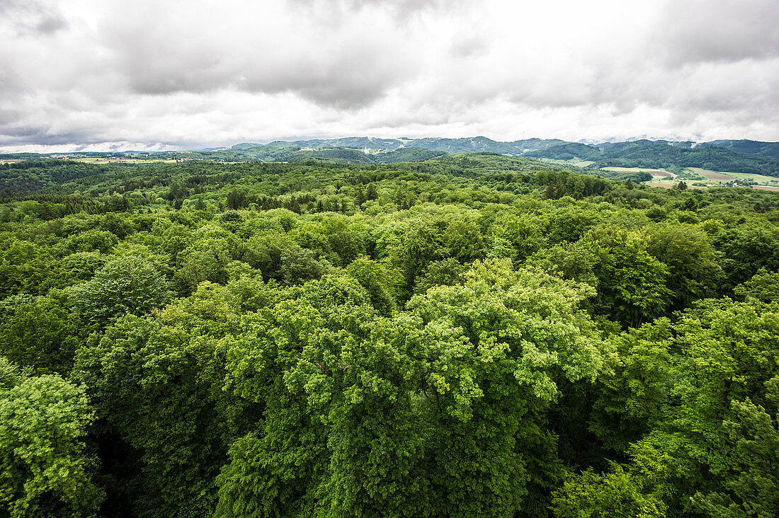 Luftaufnahme von einem Mischwald, Gemeine Fichte (Picea abies), Rotbuche (Fagus sylvatica) und Vogel-Kirsche (Prunus avium), Emmendingen, Baden-Württemberg, Deutschland