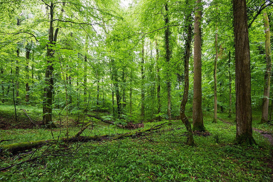 mixed forest, Emmendingen, Baden-Wuerttemberg, Germany