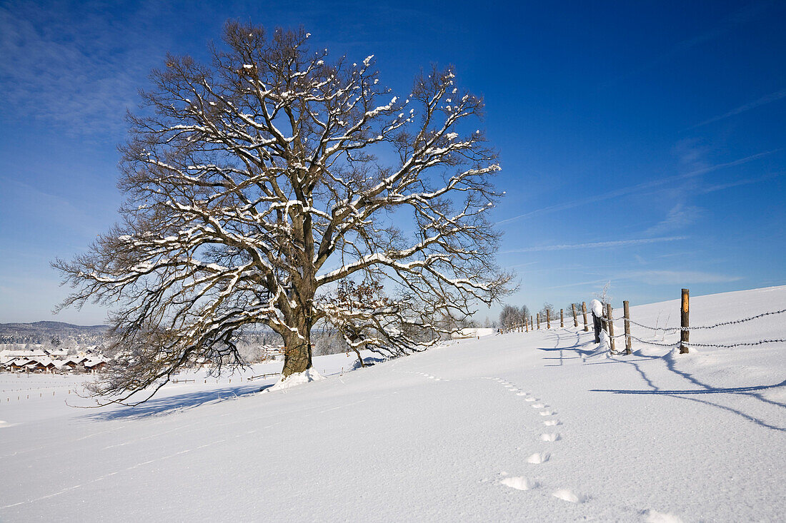 Eiche im Schnee, Quercus robur, Oberbayern, Deutschland