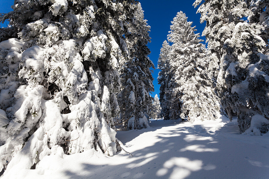 snowcovered spruce, Picea abies, Winterscenery on Arber Mountain, Bavaria, Germany, Europe