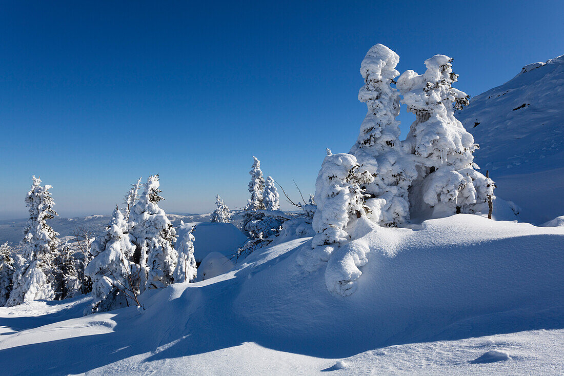 Verschneite Fichten, Picea abies, Winterlandschaft auf dem Arber, Bayern, Deutschland