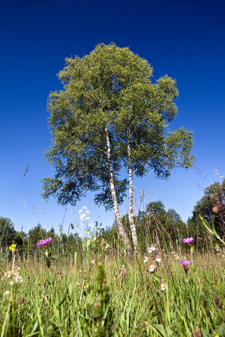Birch Tree, Betula pubescens, Upper Bavaria, Germany