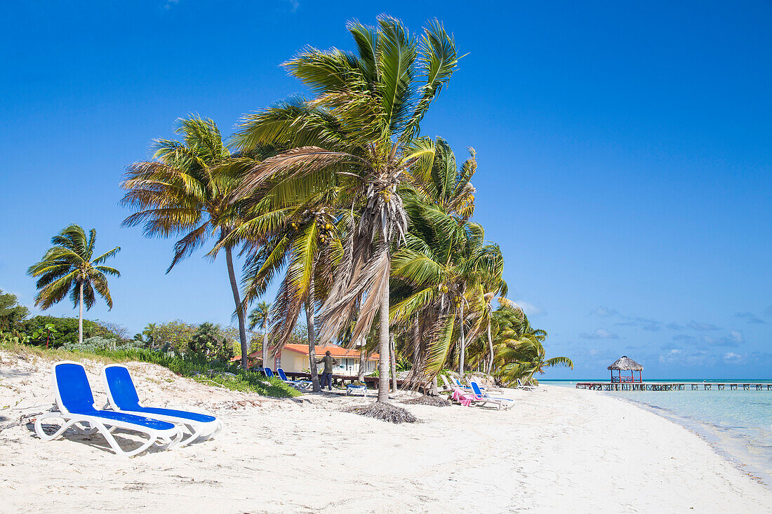 Palm trees and beach, Playa El Paso, Cayo Guillermo, Jardines del Rey, Ciego de Avila Province, Cuba, West Indies, Caribbean, Central America