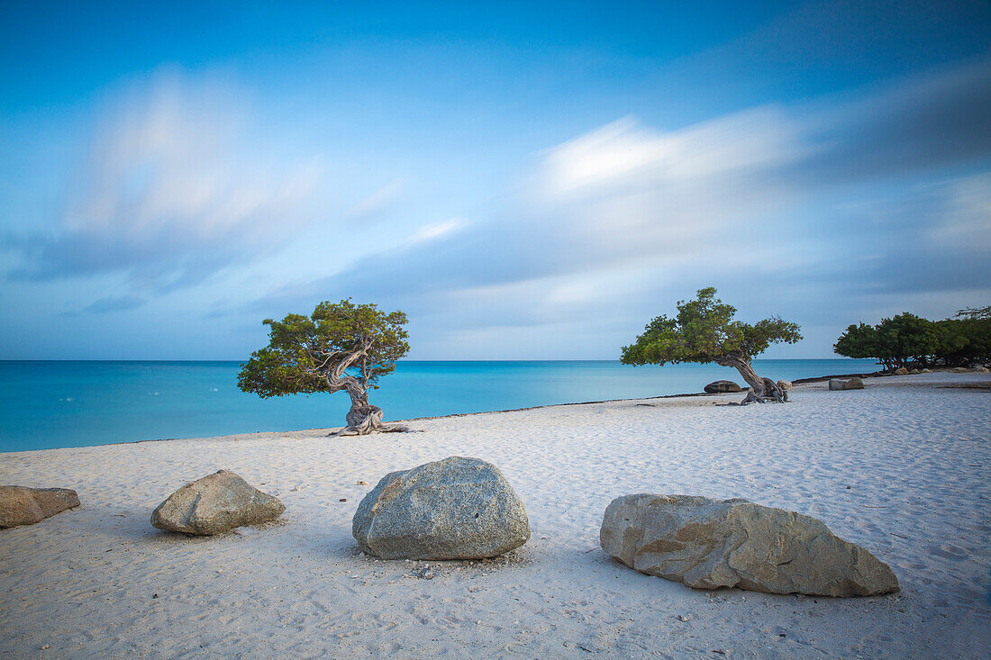 Divi Divi Trees on Eagle Beach, Aruba, Lesser Antilles, Netherlands Antilles, Caribbean, Central America