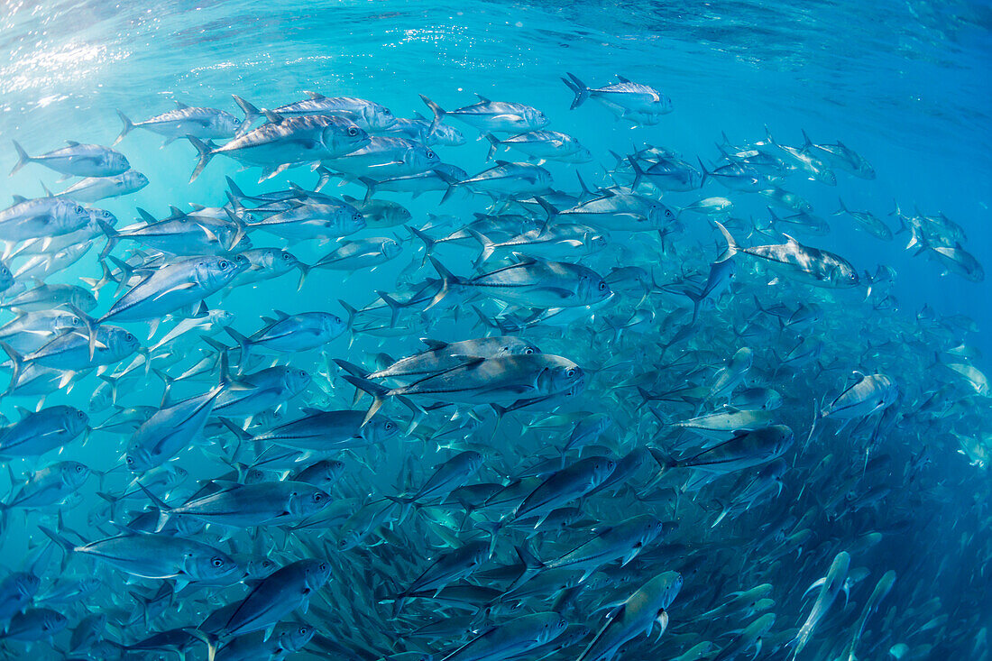 A large school of bigeye trevally (Caranx sexfasciatus) in deep water near Cabo Pulmo, Baja California Sur, Mexico, North America