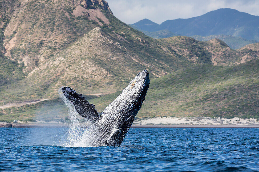 Adult humpback whale (Megaptera novaeangliae), breaching in the shallow waters of Cabo Pulmo, Baja California Sur, Mexico, North America