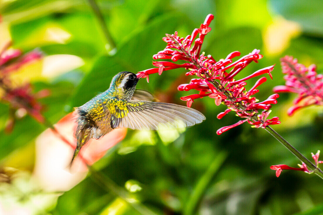 Adult male Xantus's hummingbird (Hylocharis xantusii), Todos Santos, Baja California Sur, Mexico, North America