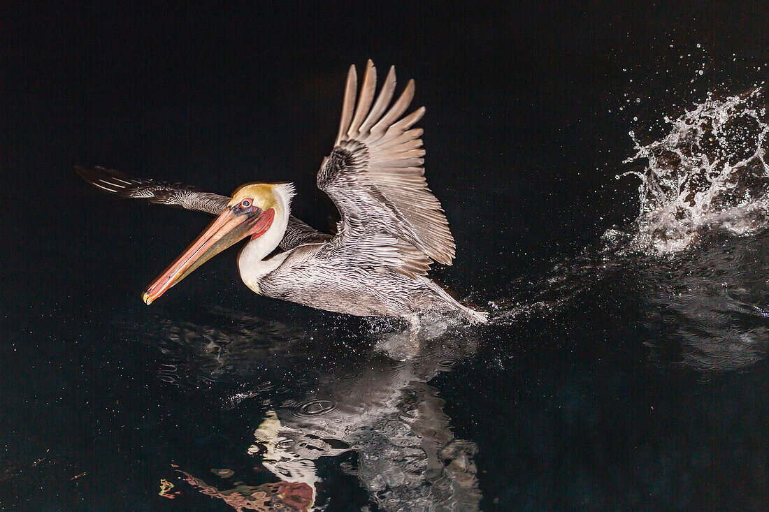 An adult brown pelican (Pelecanus occidentalis) at night near Isla Santa Catalina, Baja California Sur, Mexico, North America