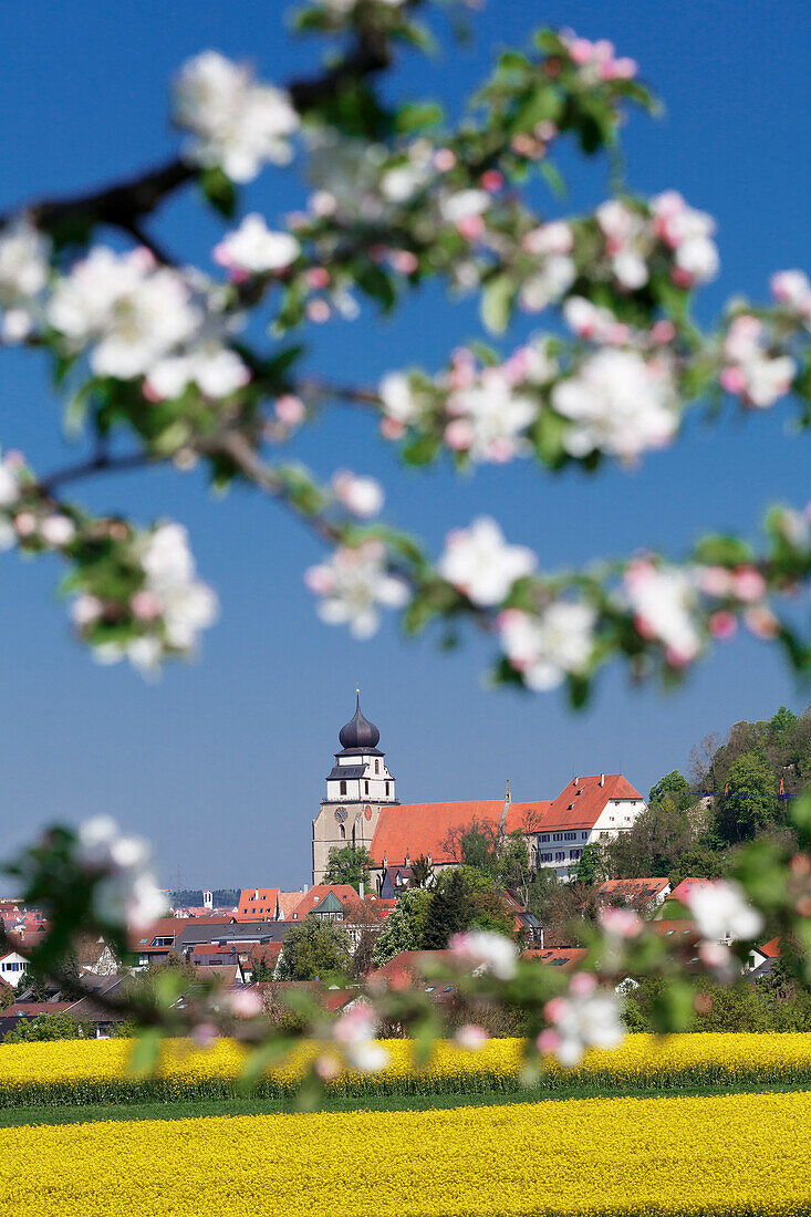 Tree blossom and rape fields in spring, Stiftskirche church, Herrenberg, Baden-Wurttemberg, Germany, Europe