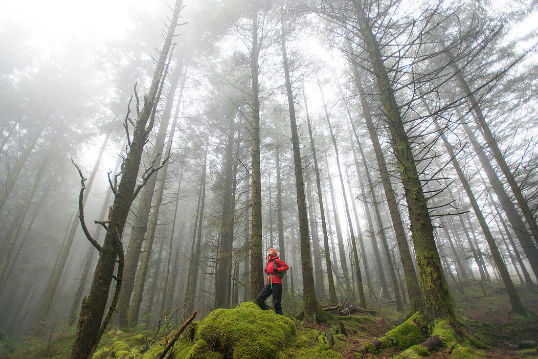 Walking in Beddgelert forest in Snowdonia, Wales, United Kingdom, Europe
