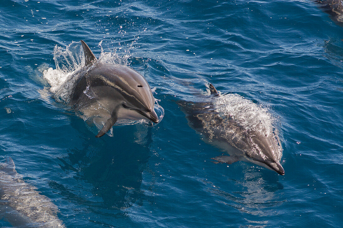 Clymene dolphin (Stenella clymene), Senegal, West Africa, Africa