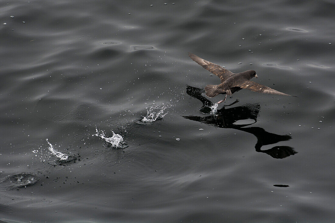 Northern fulmar (Fulmarus glacialis) taking off from a calm sea, Sakhalin Island, Russia, Eurasia