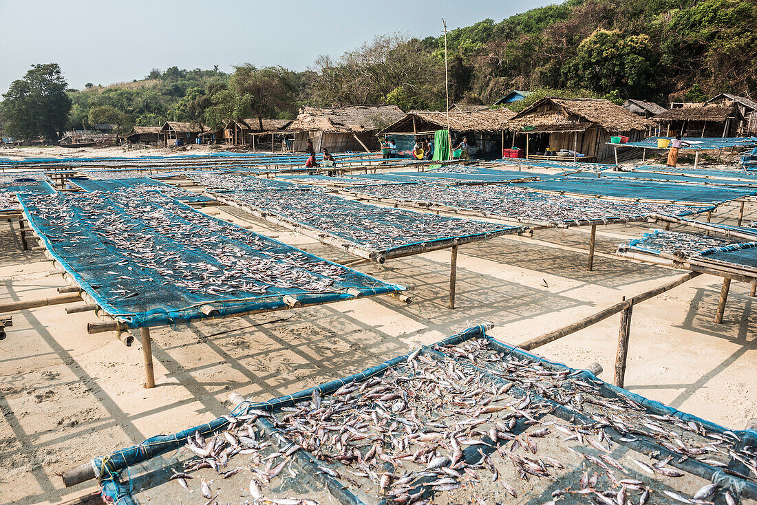 Fish drying in the fishing village at Tizit Beach, Dawei Peninsula, Tanintharyi Region, Myanmar (Burma), Asia