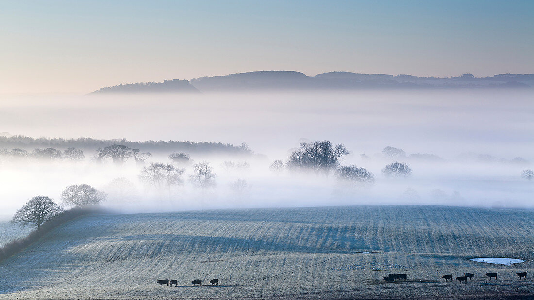 Beeston Castle and Peckforton Hills rise above a blanket of mist and fog covering the Cheshire plain on a frosty winters morning, Cheshire, England, United Kingdom, Europe
