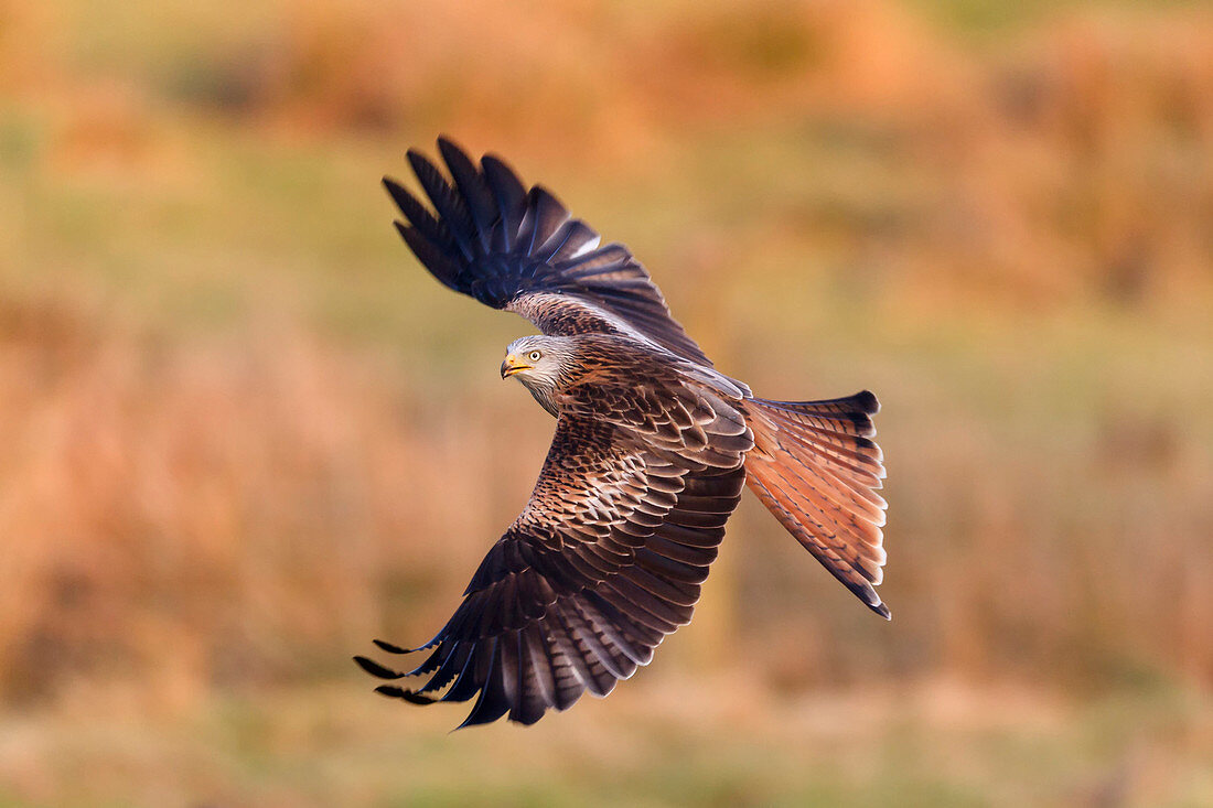 Red kite (Milvus milvus) flying wings out-stretched low over farmland searching for food, Wales, United Kingdom, Europe