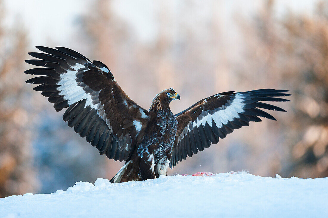 Juvenile golden eagle (Aquila chrysaetos), wings outstretched on the snow at the edge of a forest, Taiga Forest, Finland, Scandinavia, Europe